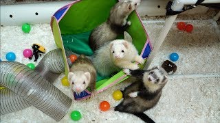 Extreme Makeover Ferret Edition!