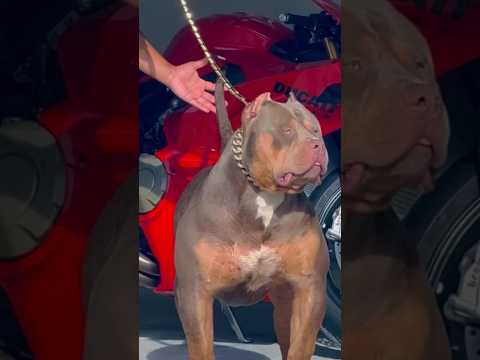 Pit monster de
