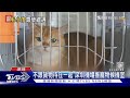 超貼心!深圳機場推出首座寵物候機室 貓狗分離.還控制溫濕度｜TVBS新聞 @TVBSNEWS01