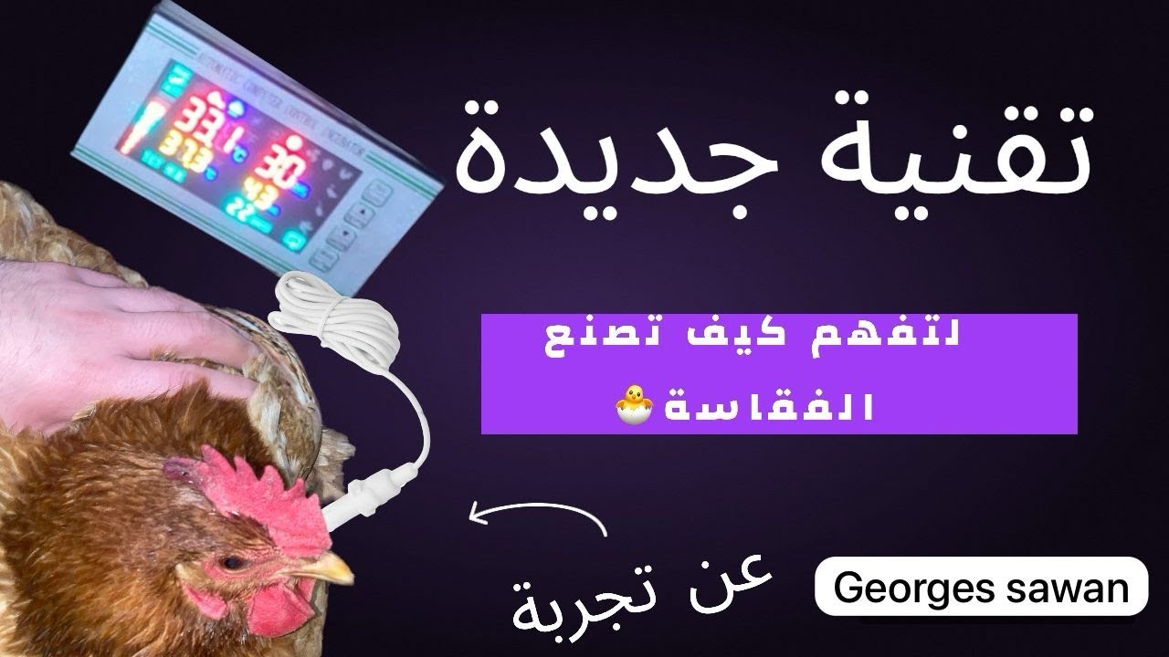 شرح عن نظام الفقاسة ب إستخدام دجاجة راقدة