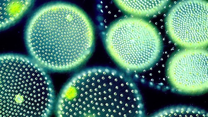 Volvox spinning around, 40x, 100x, 200x, and 400x magnification - YouTube