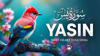 Surah Yasin | سورة يس | Heart-Touching Quran Recitation for Peace &amp; Inner Tranquility