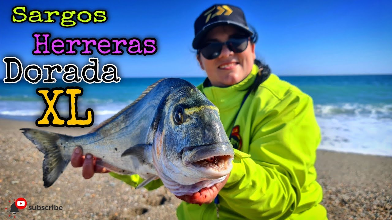 🔴 2 Salida De Pesca con la Jefa Surfcasting Dorada XL y muchas capturas y sueltas 🔴