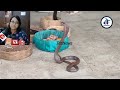 नागपंचमी वन विभाग की टीम ने 15 से ज्यादा अलग-अलग प्रजाति के सांपों को सपेरों से आजाद कराया । खंडवा