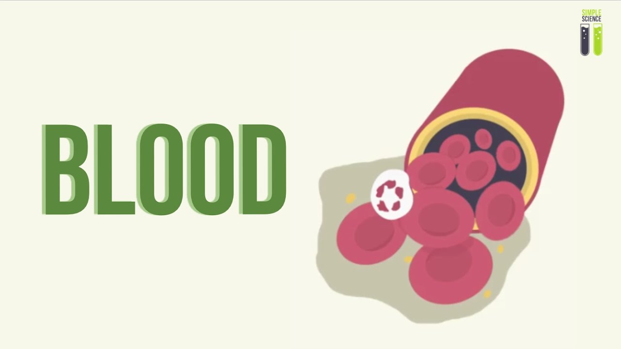 IGCSE Biology Revision Part 11 Components of Blood & Blood Clotting YouTube