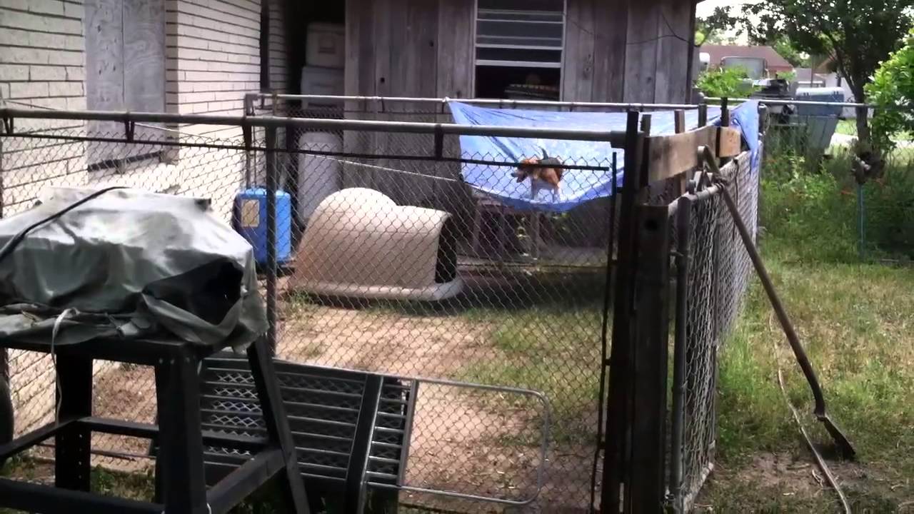 June the Beagle escaping YouTube