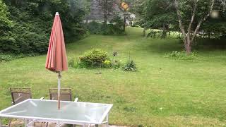 Connecticut - Two squirrels chasing each other
