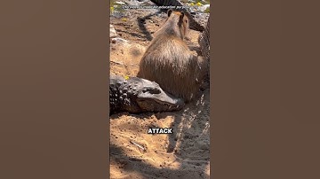 Why Crocodiles Don’t Attack Capybara? #shorts #youtubeshorts #viralshorts #facts #amazingfacts