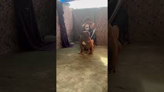 Pit monster ❤️#lekthebestkennel