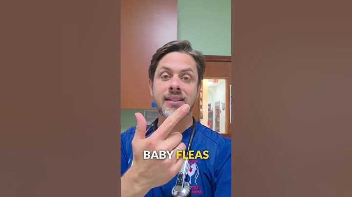 Flea Life Cycle: Why They Keep Coming Back | Vet Explains