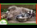 Raccoons Don’t Really Wash Their Food