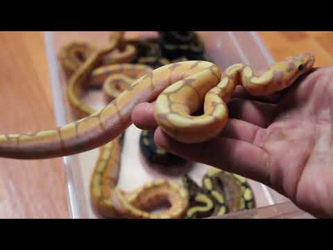 banana ball python clutch #1 of 2017