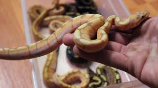 banana ball python clutch #1 of 2017