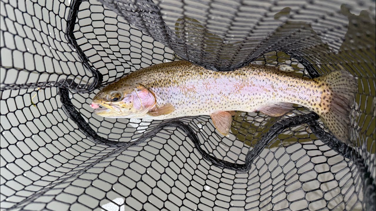 Delayed Harvest — Fishing skinny water! Coal region…