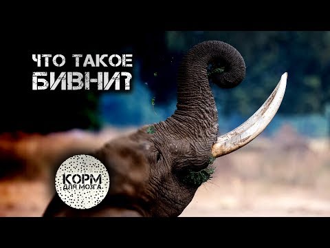 Что такое бивни?