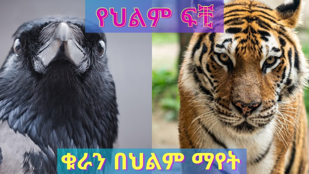 የህልም ፍቺ :- ቁራን በህልም ማየት እና ሌሎችም #ህልም #ፍቺ #ቁራን #ማየት