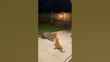 LEOPARD breaks into the yard — but the CAT fights back so hard it hits the wall! 😱🐆🐈💥