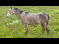 Todas as vitorias do cavalo MACACO