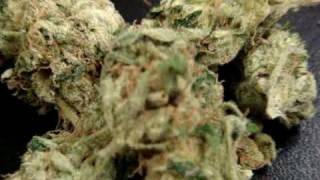 SUPER SOUR DIESEL