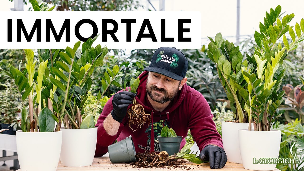 Zamioculcas: la pianta da appartamento immortale! Cura, propagazione e curiosità