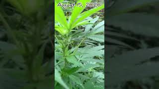 Guerrilla Grow Seven Leaf Genetics Mi Hermosa and 1 Leroy BX 75