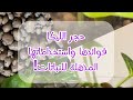 فوائد واستخدامات حجر الليكا الحل الأمثل لنباتات أكثر صحة الزراعة والتجذير في الليكا نباتات داخلية 