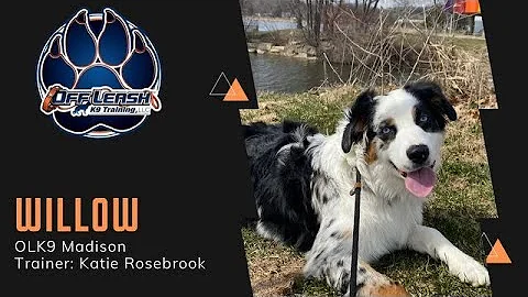 5 Month Old Australian Shepherd "Willow" | Obedience Training | Madison Dog Trainers