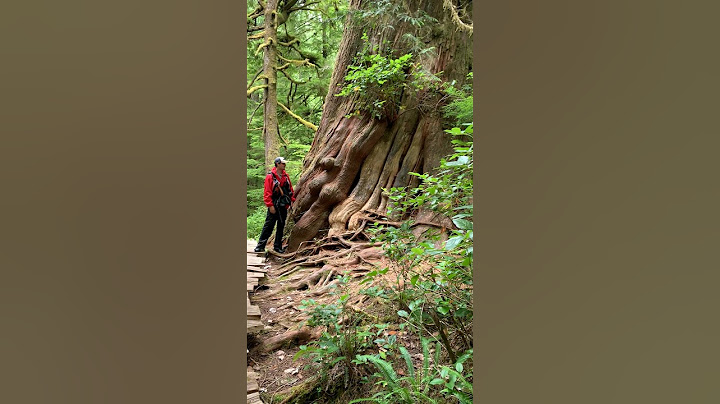 One of the biggest trees I've ever seen #oldgrowth #forest #tofino #VancouverIsland #Canada #nature