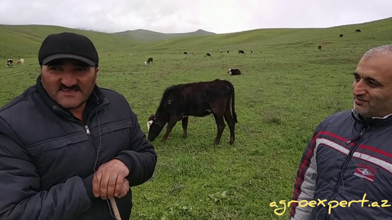 Damazlıq ferma-Qobustan