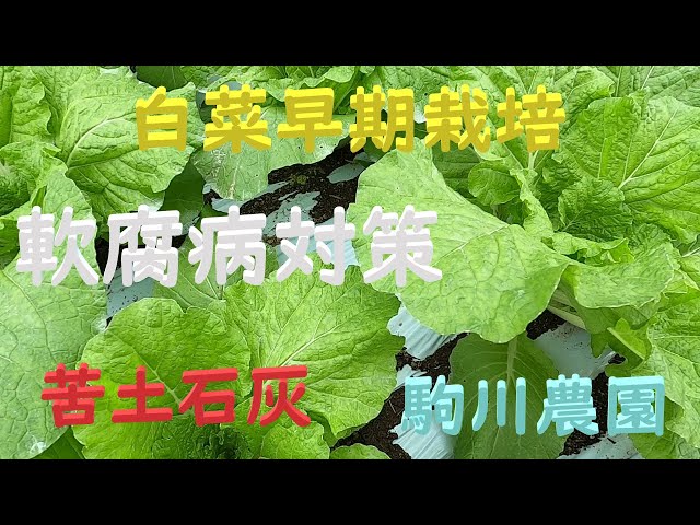 白菜早期栽培 CRお黄にいり 軟腐病対策 白菜栽培注意点 目指せ100品目 ...