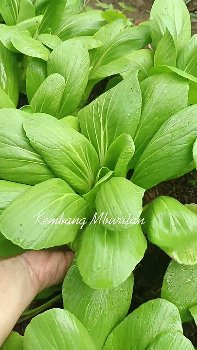 The joy of harvesting pok choy mustard greens