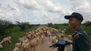 Menggembala domba di hari RAYA pertama 383 ekor