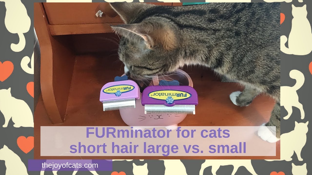 furminator small short hair