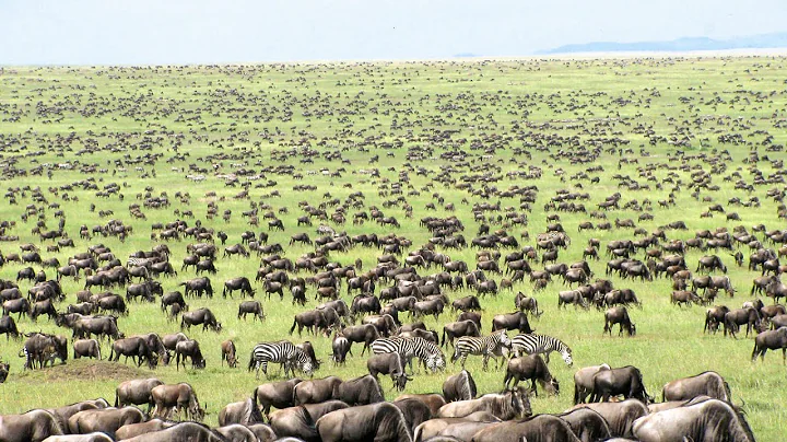 15 LONGEST Animal Migration Journeys thumbnail