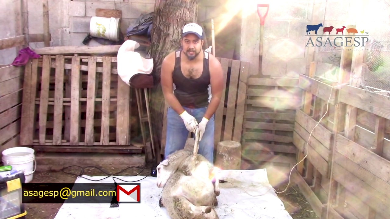 ASAGESP.-11; Tutorial.- 8 Esquila de Ovinos