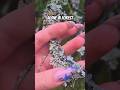Soft Forest Lichen Touch 🌿 | Relaxing Nature ASMR