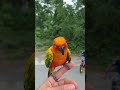 Sun Conure Zazu Talking Saying Hello Parrot mp3