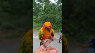 Sun Conure Zazu talking saying hello parrot