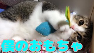 新しいおもちゃ最高っ！な子猫【スコティッシュフォールド】【Scottish Fold】