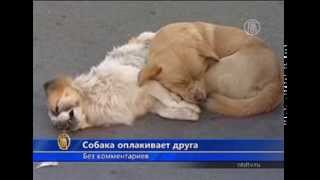 Собака оплакивает погибшего друга / Dog mourns fallen friend