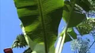 EatTheWeeds: Episode 28: Bananas