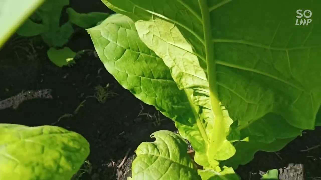 Обзор табака на 2 июля 23г.