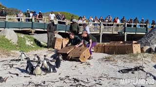 SANCCOB African Penguin Release