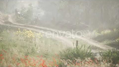 Sunbeams Entering Coniferous Stand on a Misty Summer Morning | Motion Graphics - Envato elements