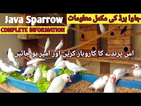 Java Farming Business |Finch Farming Business |Birds Farming Business # ...