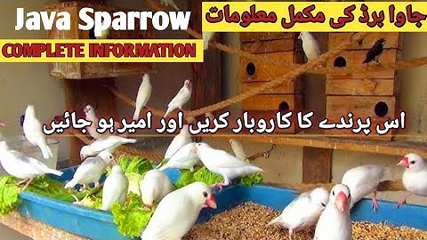 Java Farming Business |Finch Farming Business |Birds Farming Business #Mrpet2.0