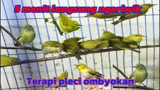 Terapi pleci ombyokan biar cepat ngeriwik, 99%  ampuhh || zosterop