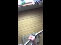 森山直太ハーモニー