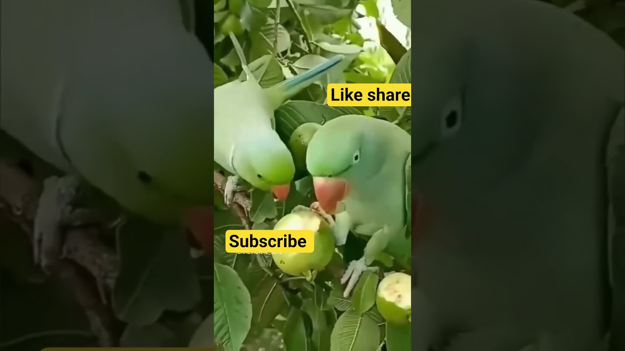 guava love parrot#satisfying #
