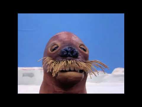 Pingu - Laughing walrus